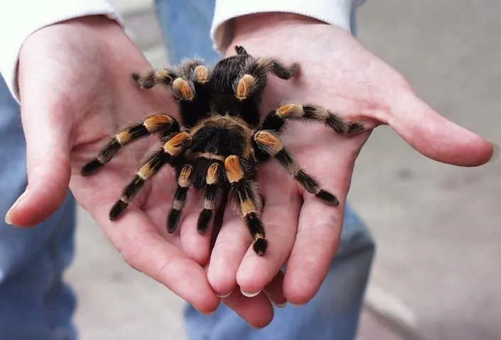 24278 tarantula dehydration