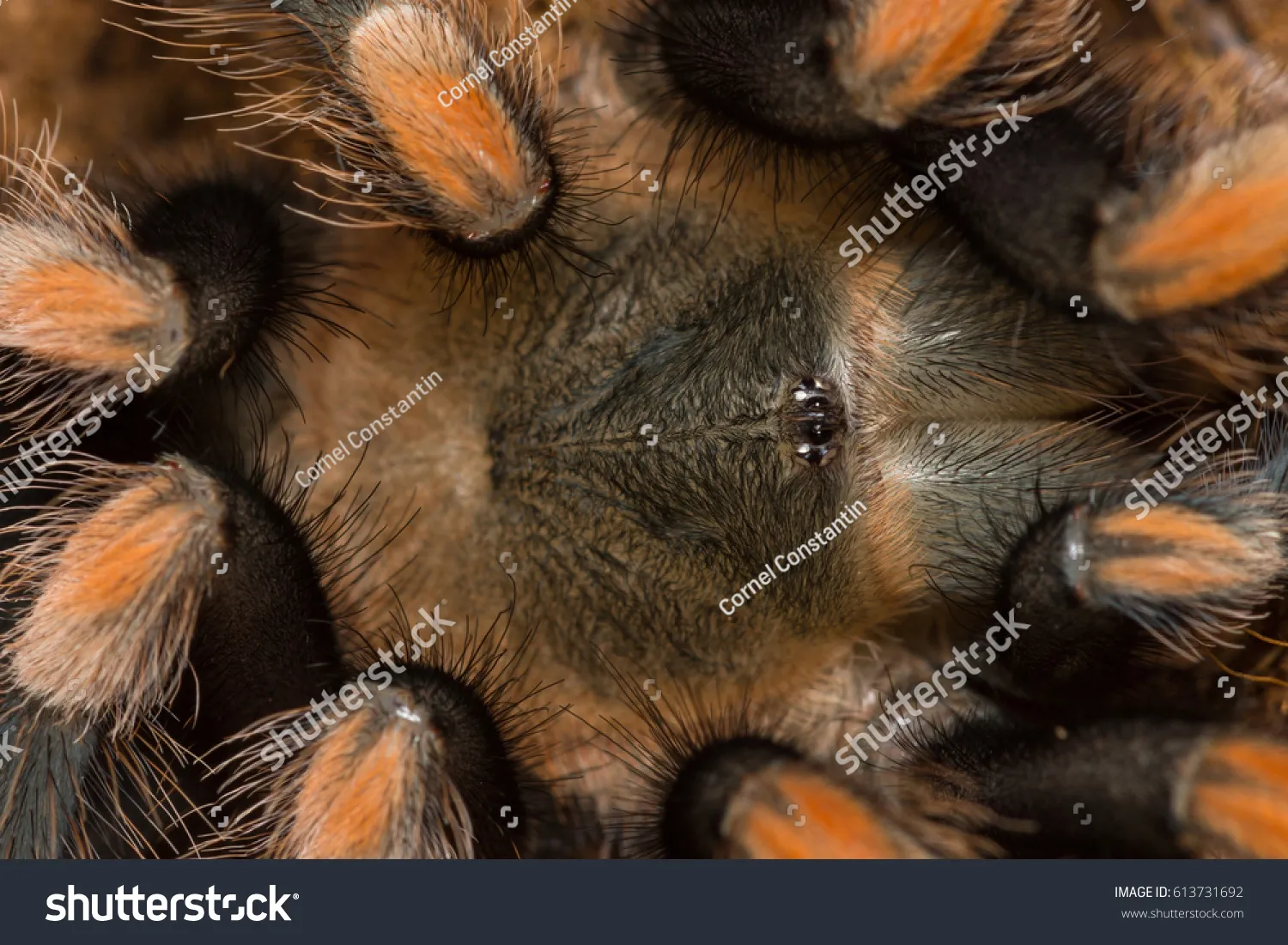 24278 tarantula environmental factors