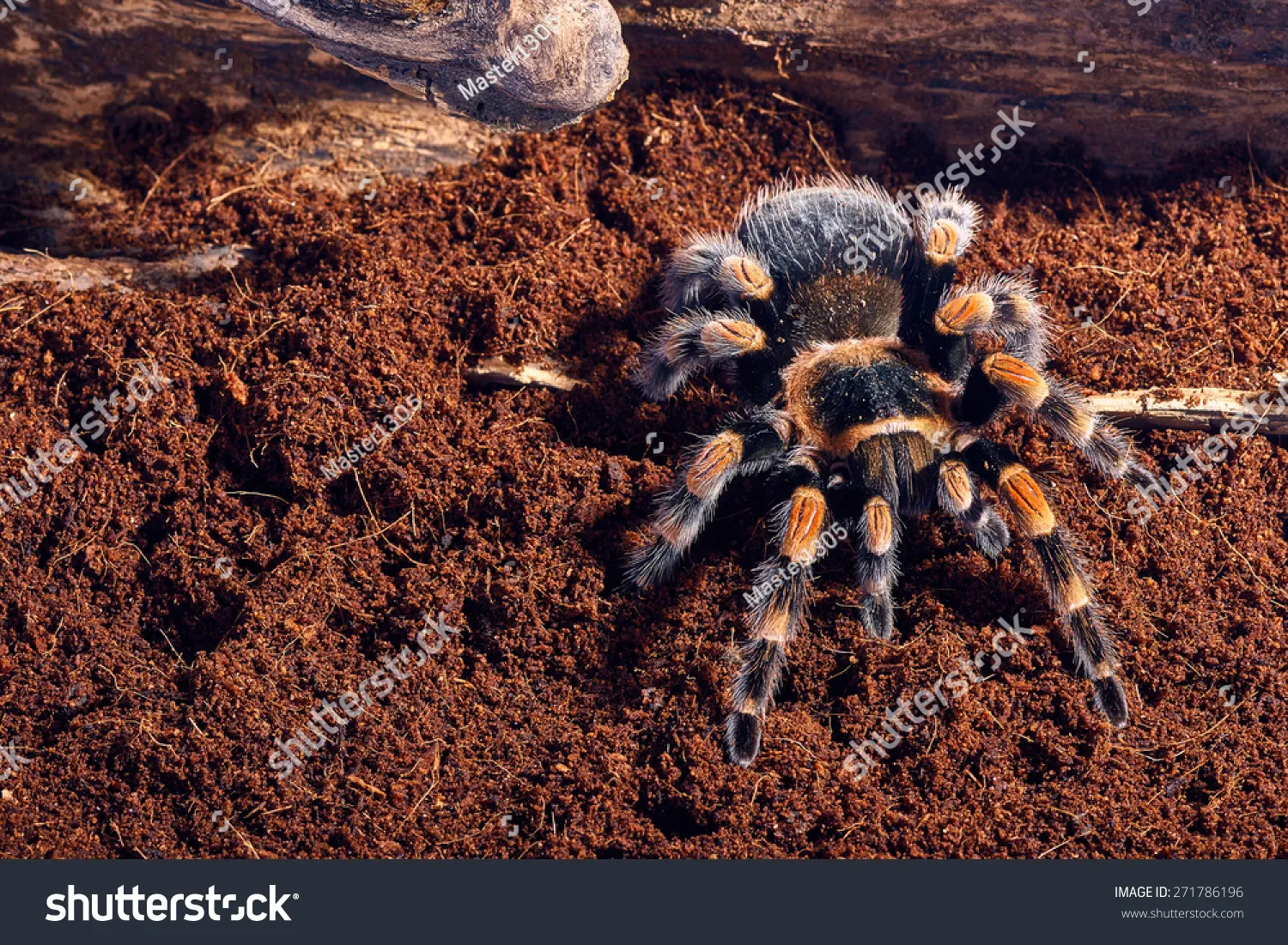 24278 tarantula stuck molt