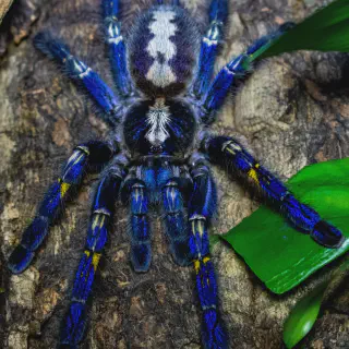 /img/24279-gooty-sapphire-tarantula-adult.webp