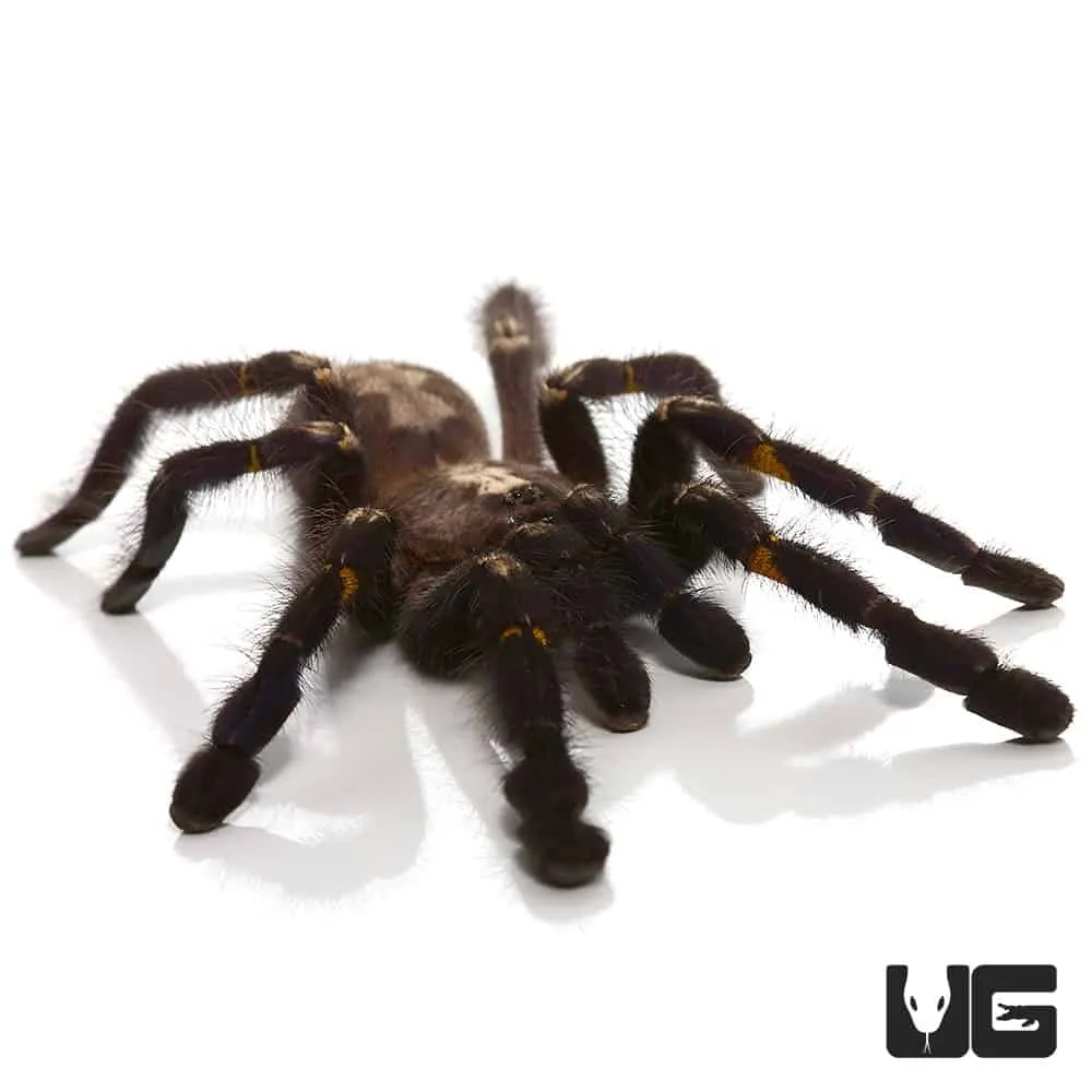 24279 gooty sapphire tarantula enclosure