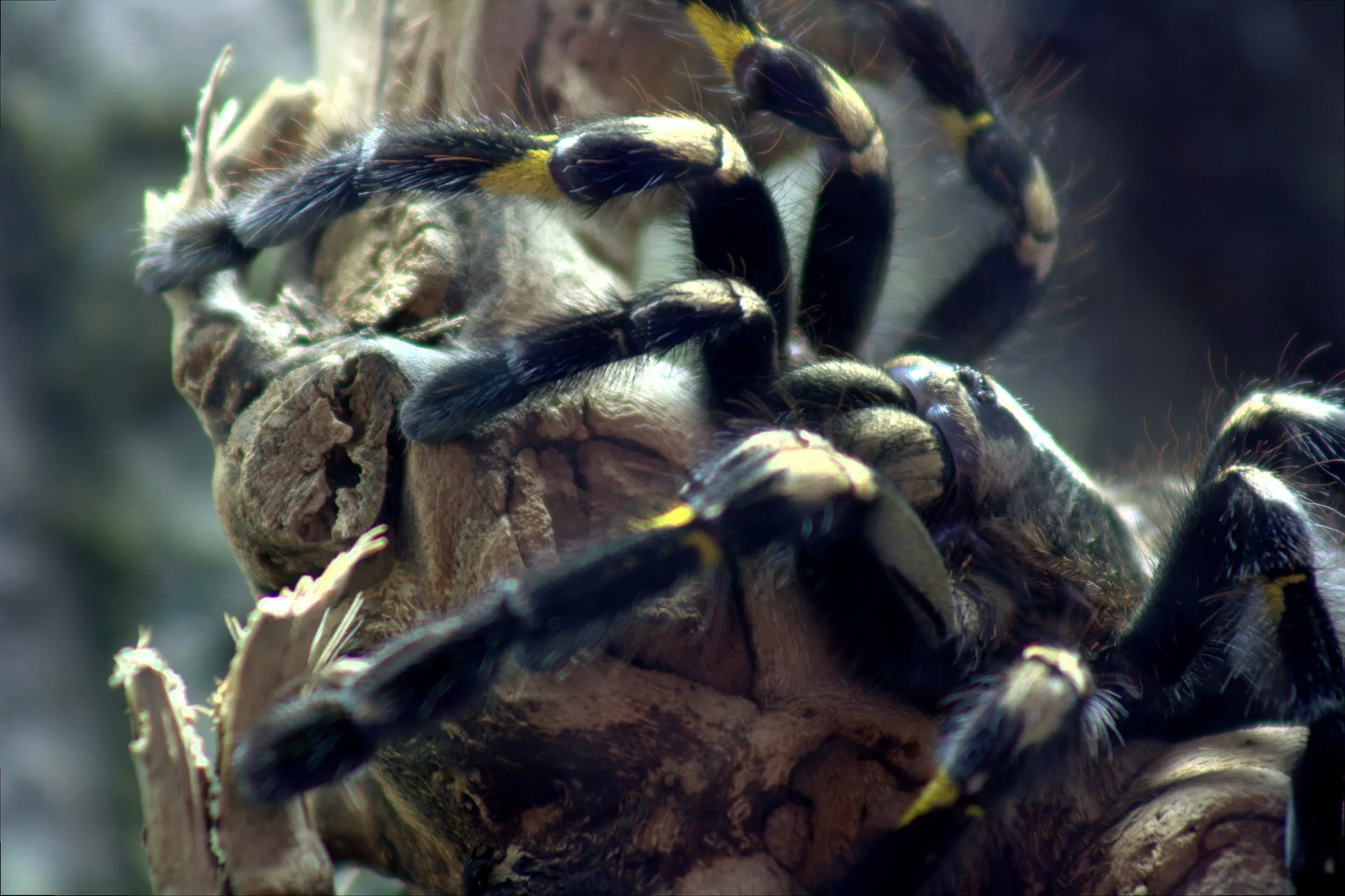 24279 gooty sapphire tarantula feeding