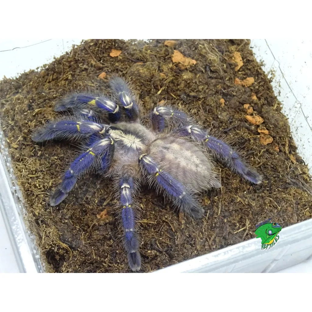 24279 gooty sapphire tarantula handling