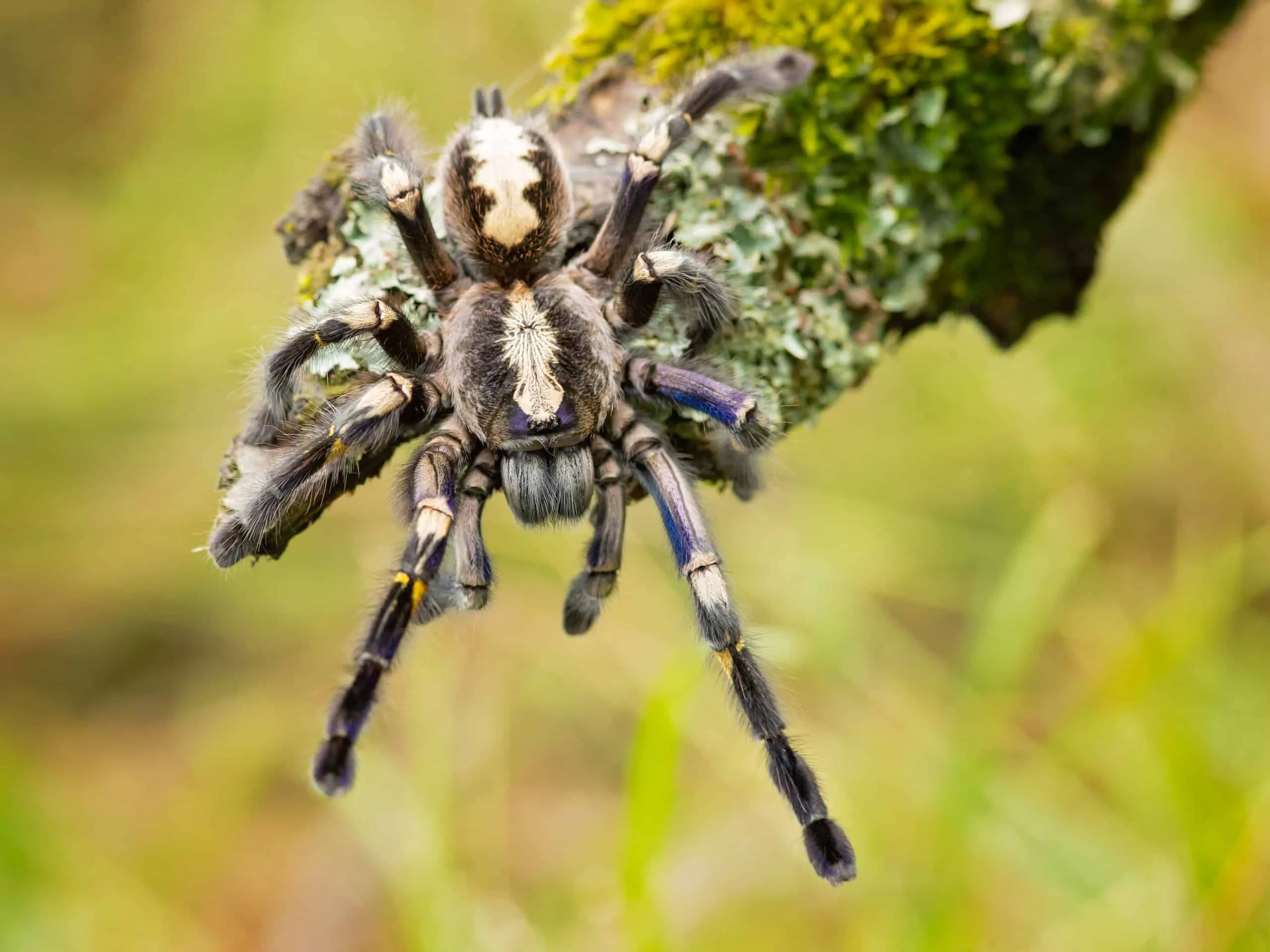 24279 gooty sapphire tarantula health