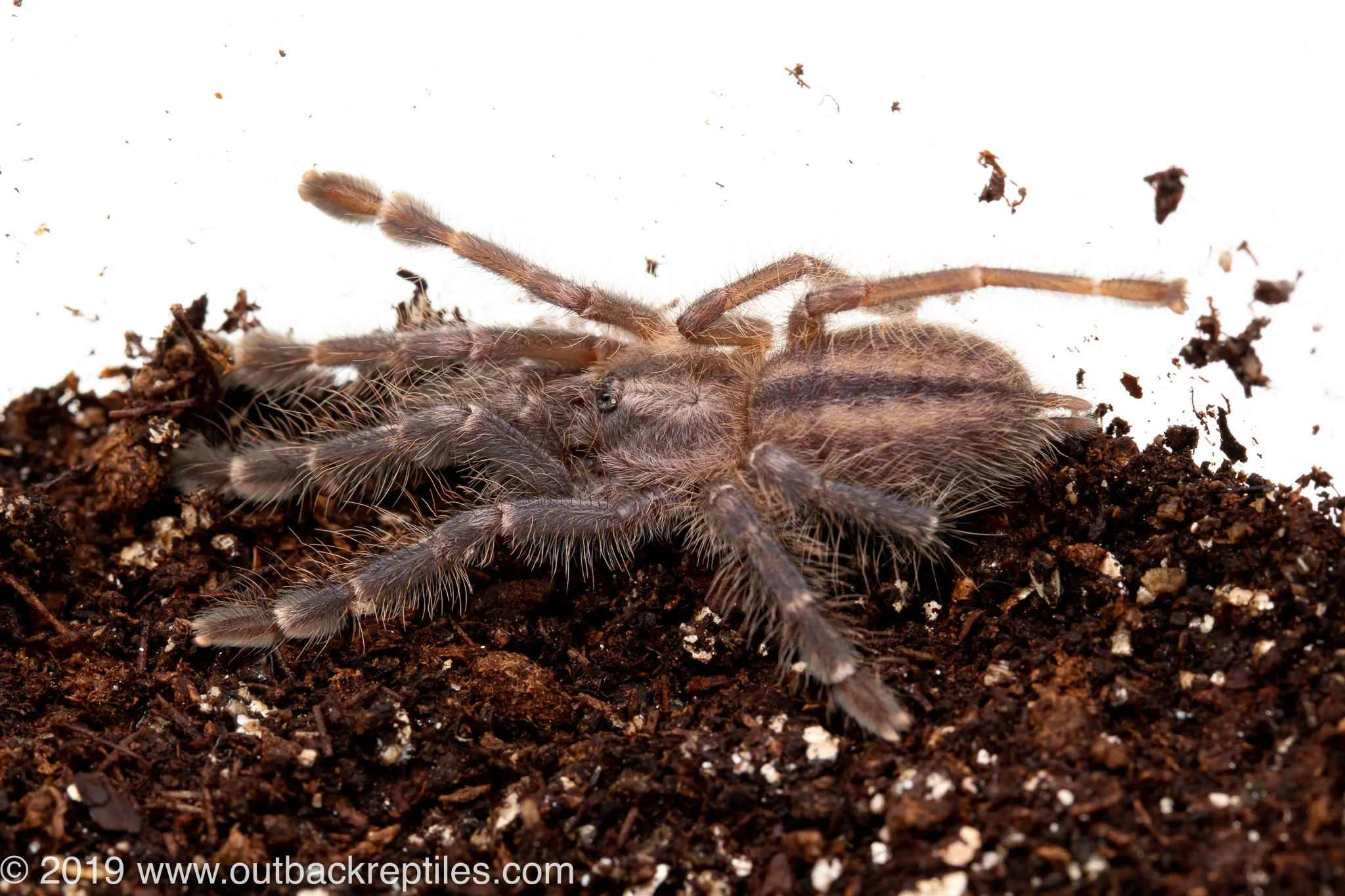 24279 gooty sapphire tarantula in nature