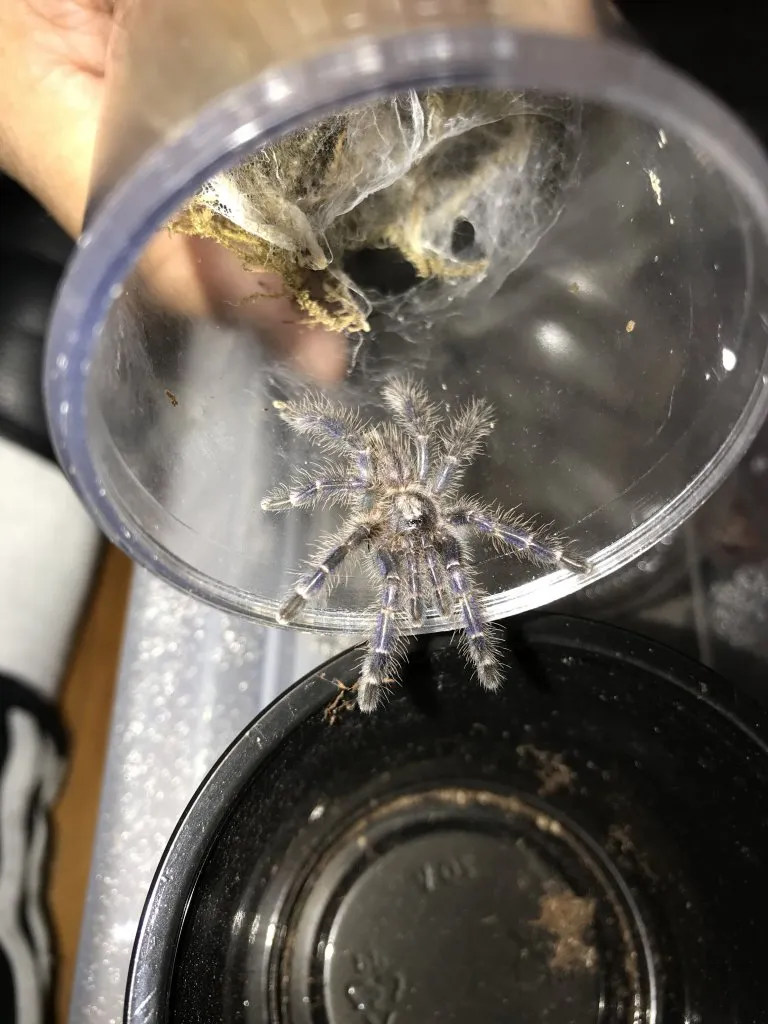 24279 gooty sapphire tarantula molting