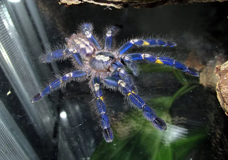 24279 gooty sapphire tarantula sling