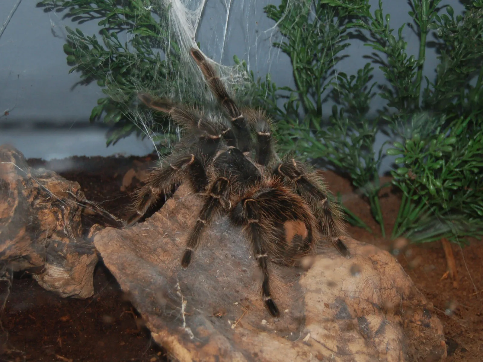 24280 arachnid predator