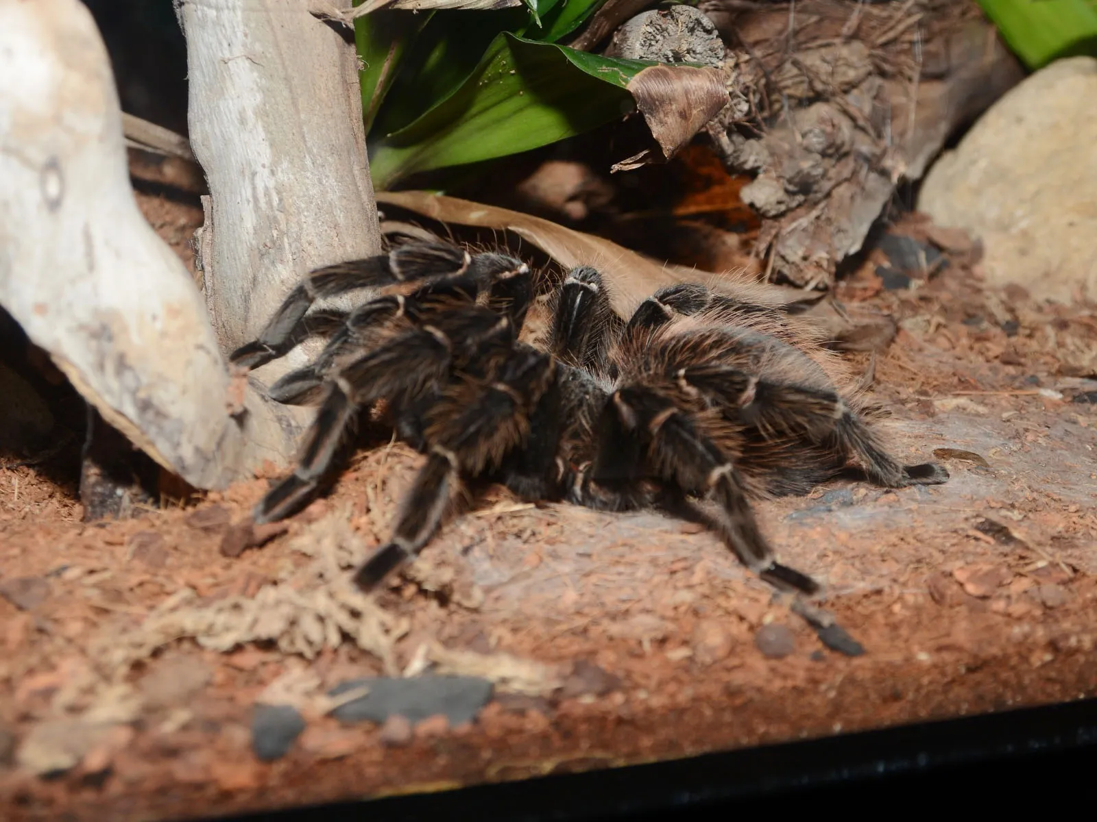 24280 mammal predator