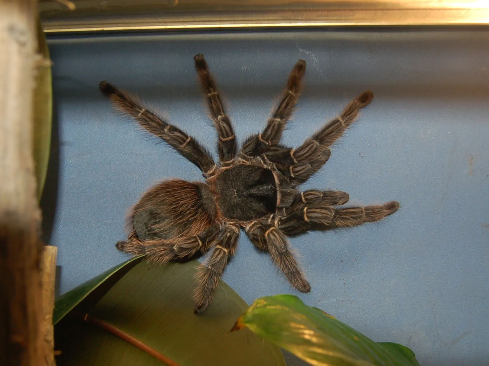 24280 reptile predator