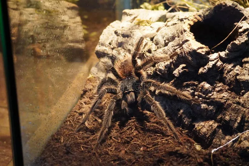 /img/24280-safe-tarantula-enclosure.webp