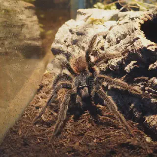 /img/24280-safe-tarantula-enclosure.webp