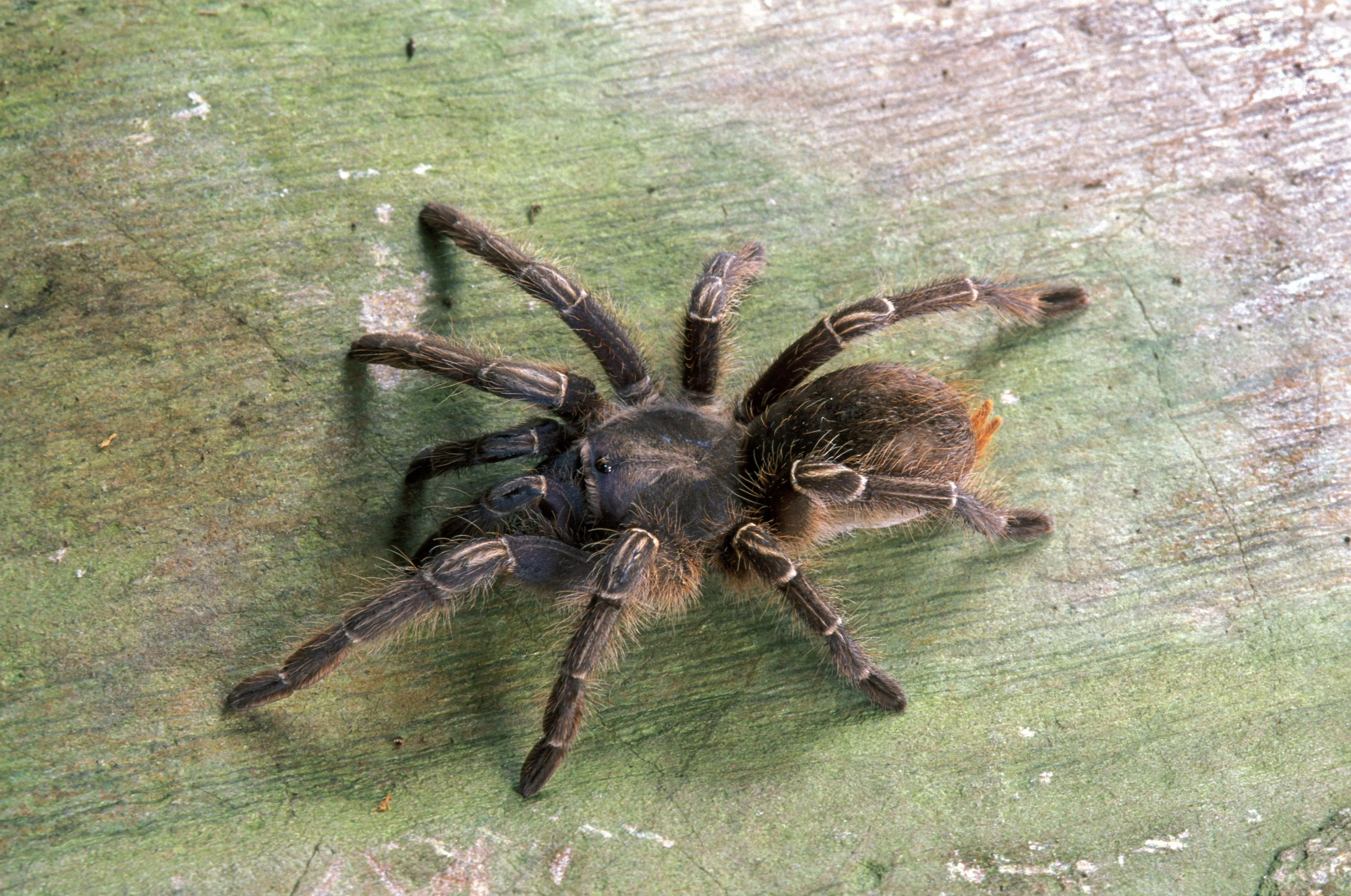 24281 handling tarantula
