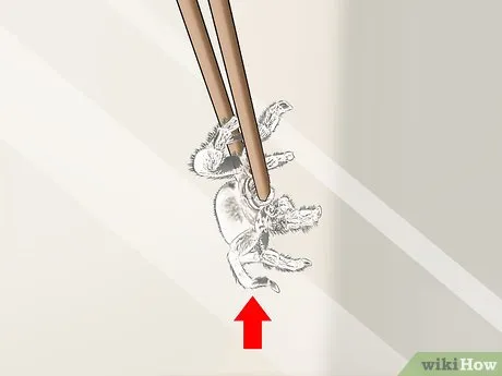 /img/24282-tarantula-handling.webp