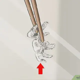 /img/24282-tarantula-handling.webp