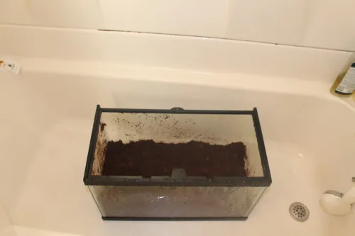24282 tarantula tank decor cleaning