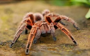 /img/24285-tarantula-handling.webp