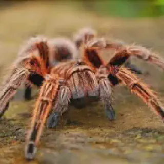 /img/24285-tarantula-handling.webp
