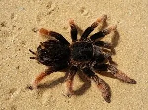24285 tarantula veterinary care