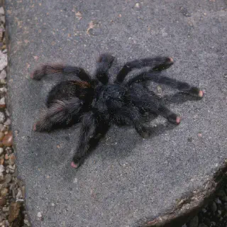 /img/24286-pink-toe-tarantula-drinking.webp