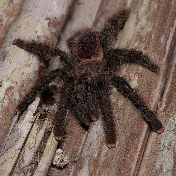24286 pink toe tarantula habitat