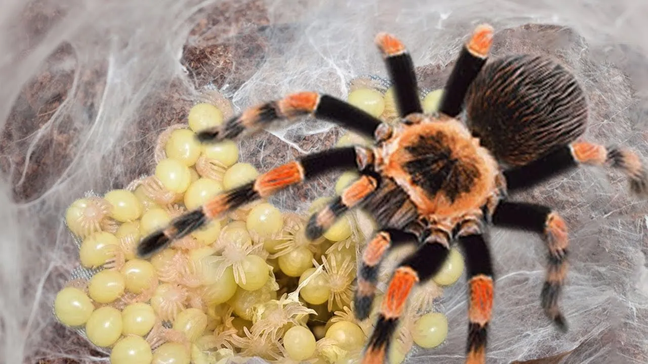 24287 spiderling feeding
