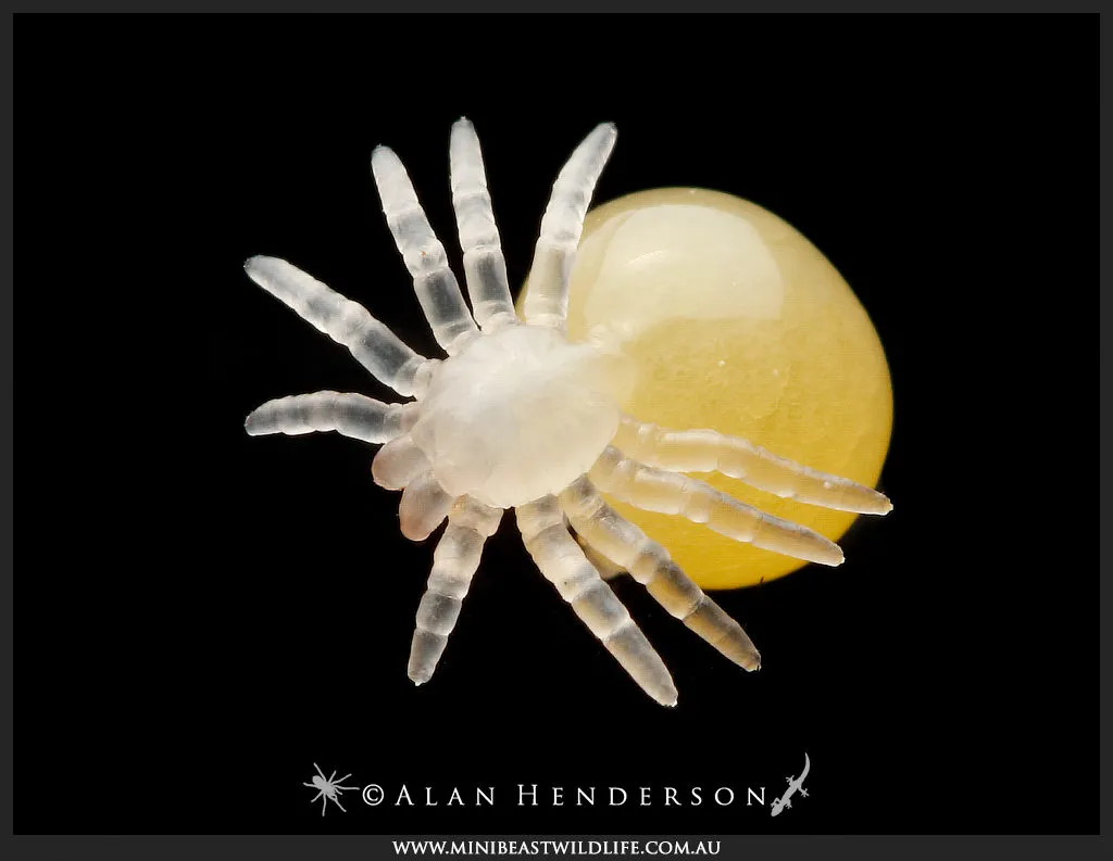 24287 tarantula egg sac healthy