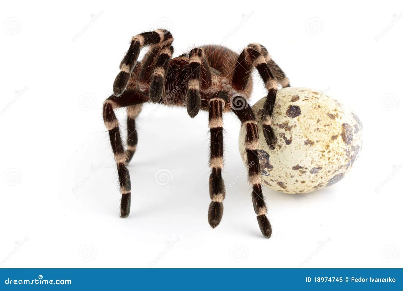 24287 tarantula egg sac unhealthy