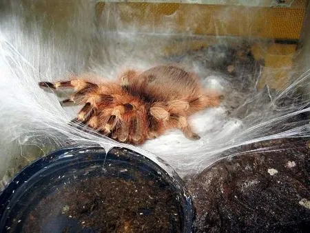/img/24287-tarantula-handling.webp