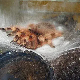 /img/24287-tarantula-handling.webp
