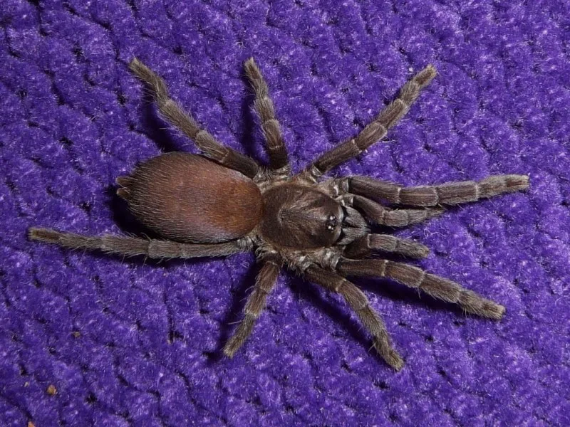 24288 philippine tarantula close up