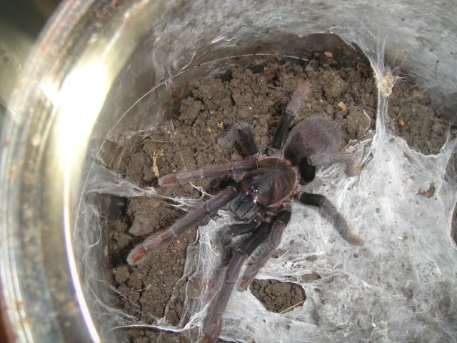 /img/24288-philippine-tarantula-conservation.webp