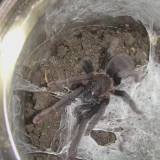 /img/24288-philippine-tarantula-conservation.webp