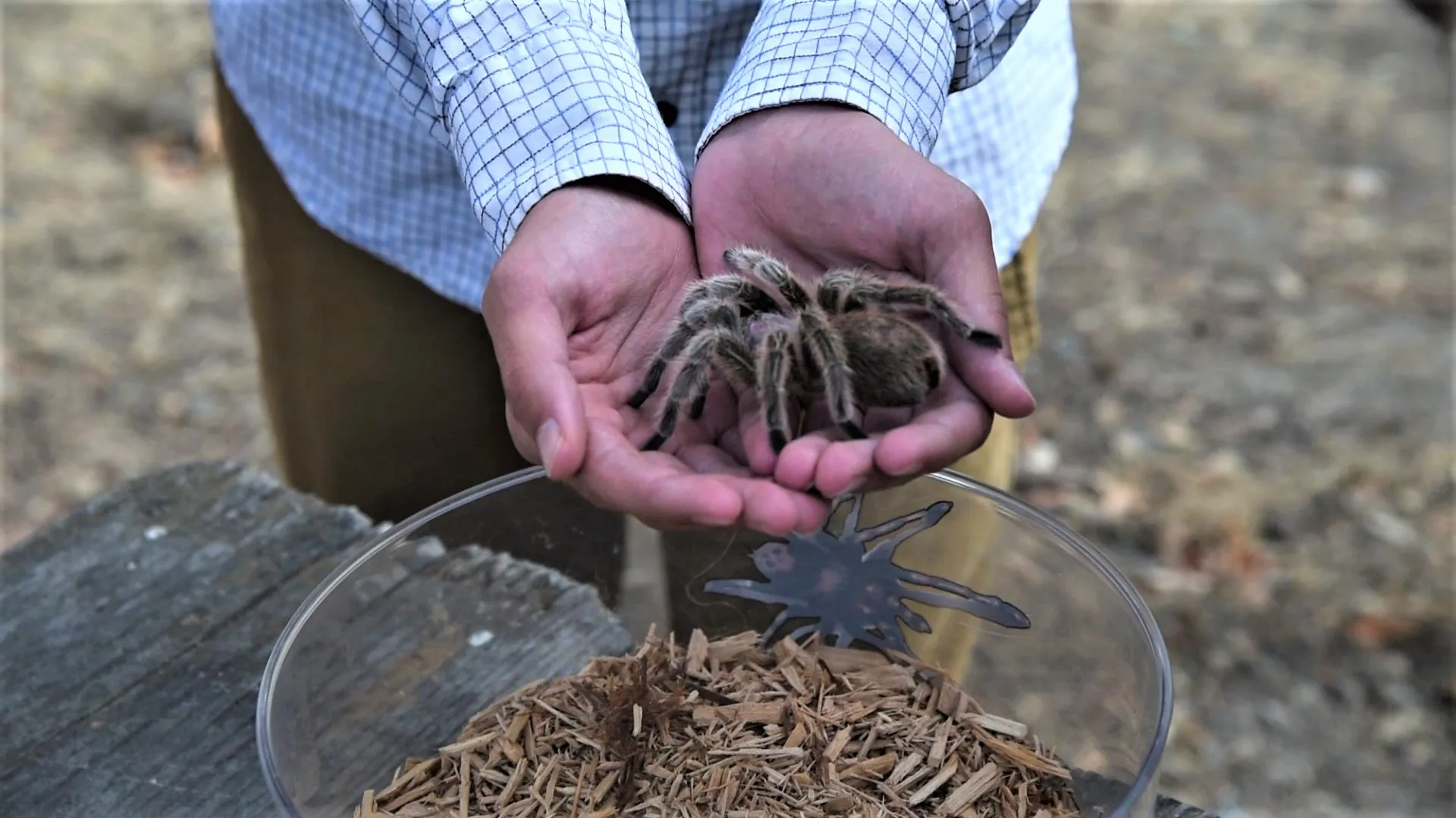 24289 tarantula handling