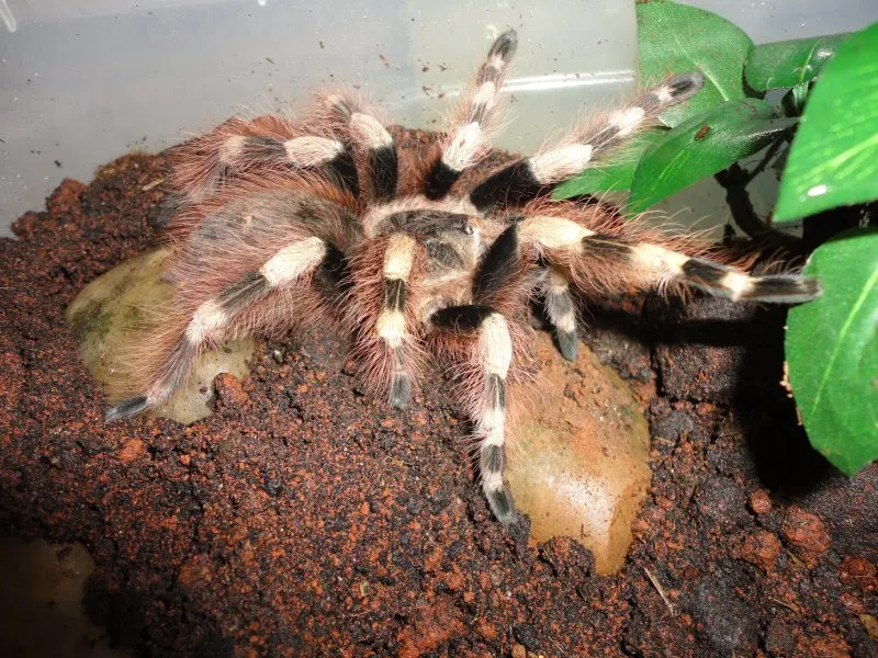 24289 tarantula molting