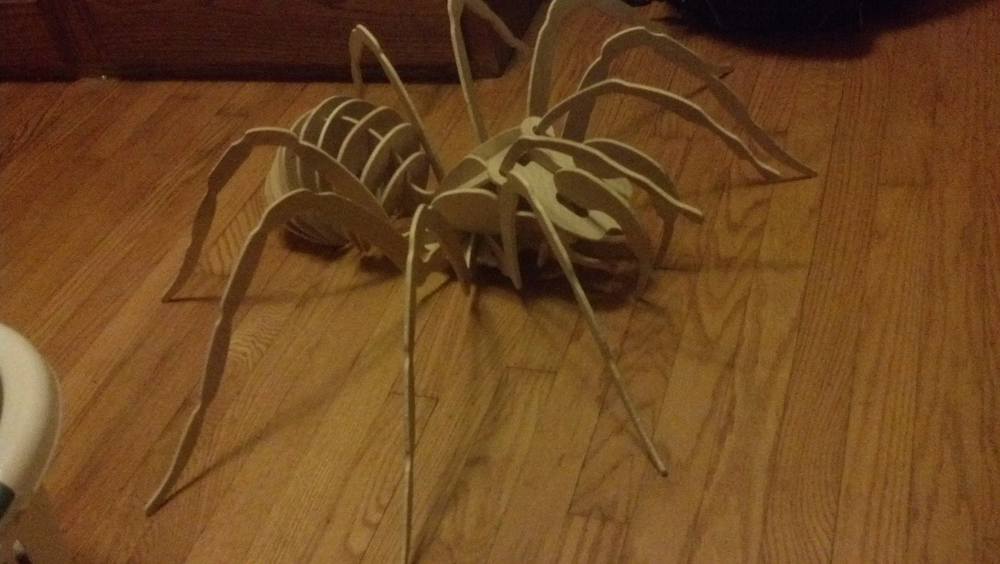 24289 tarantula species