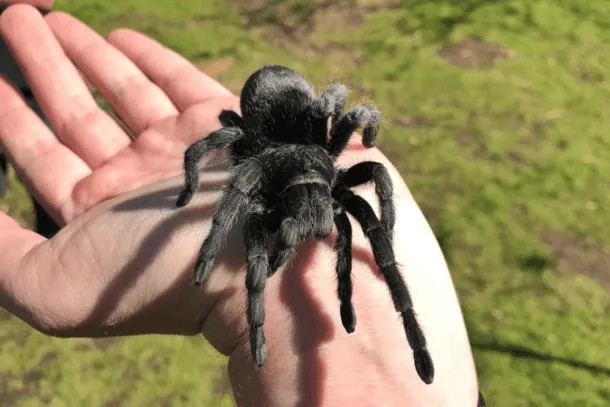 24290 wooley tarantula enclosure