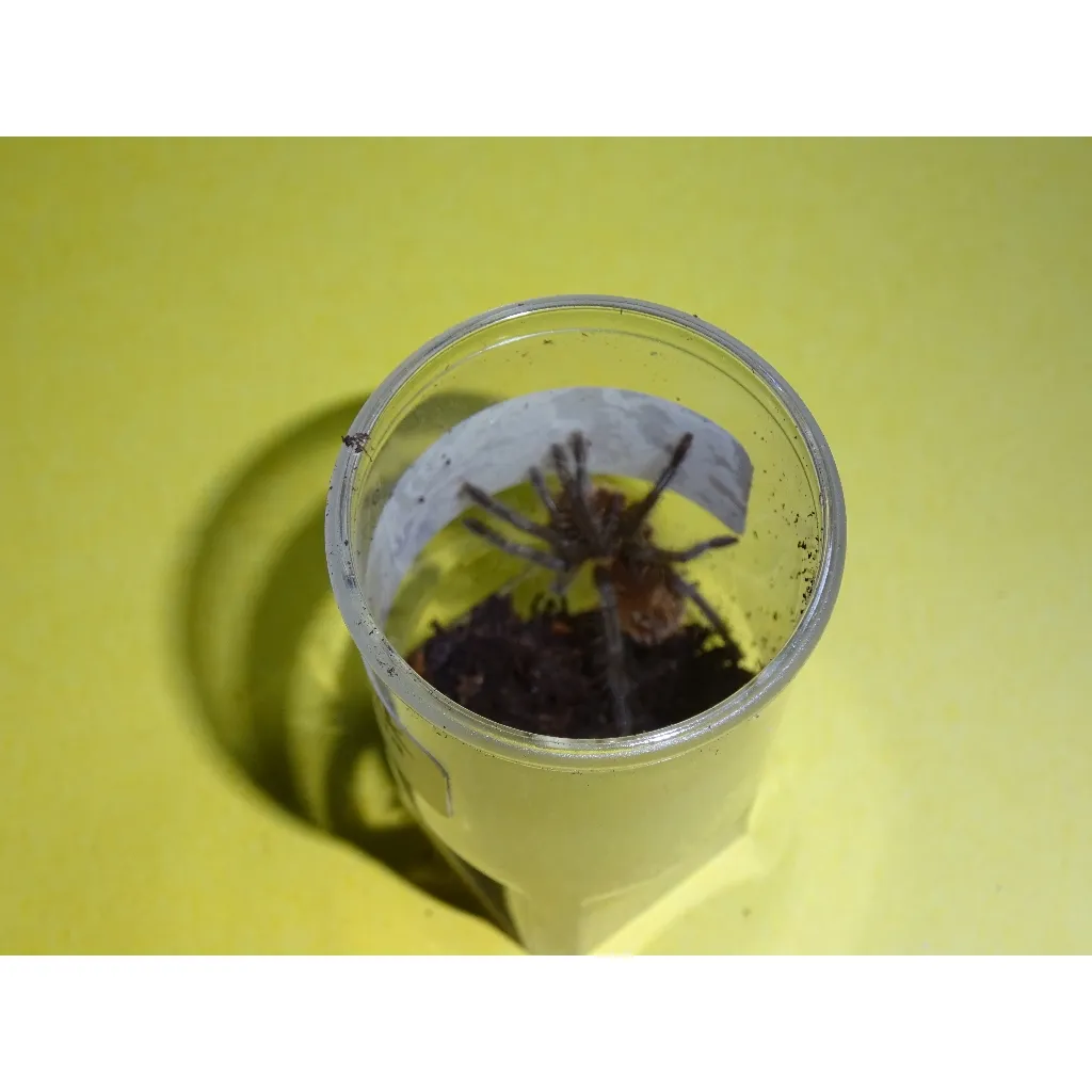 24290 wooley tarantula feeding