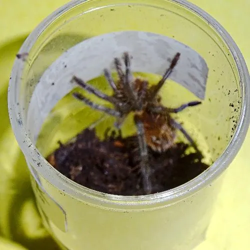 24290 wooley tarantula habitat