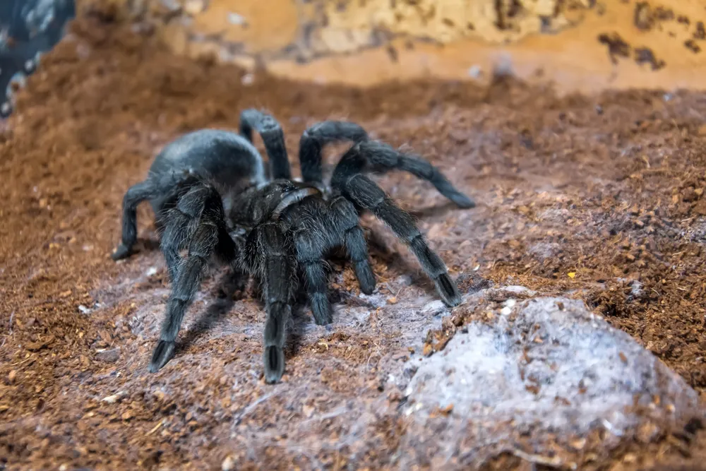 24290 wooley tarantula handling