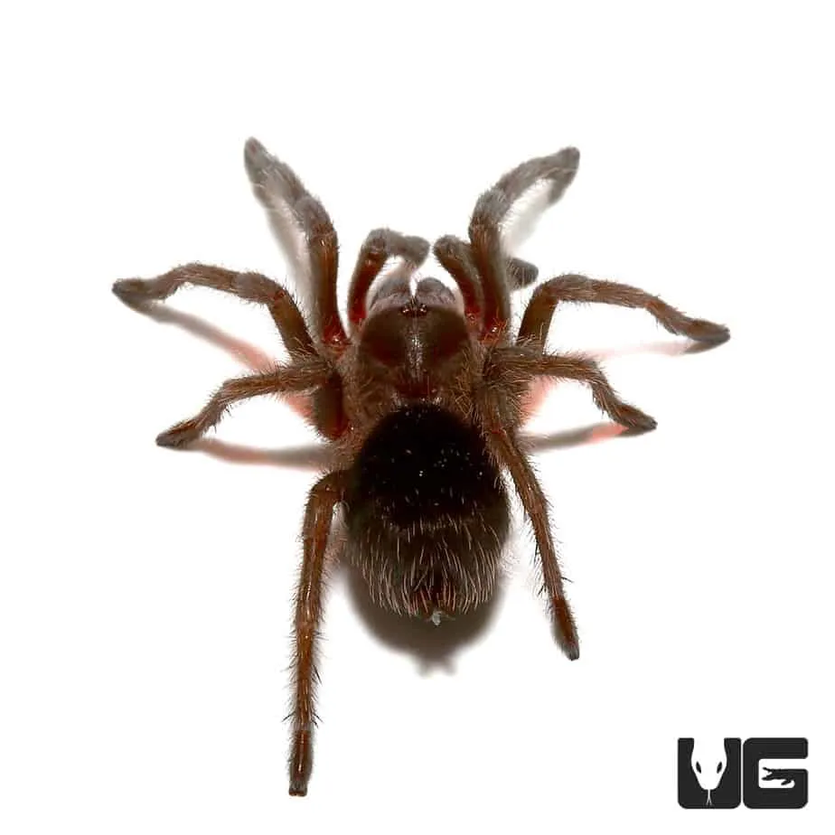 /img/24290-wooley-tarantula-health.webp