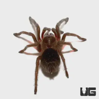 /img/24290-wooley-tarantula-health.webp