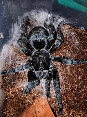 24290 wooley tarantula molting