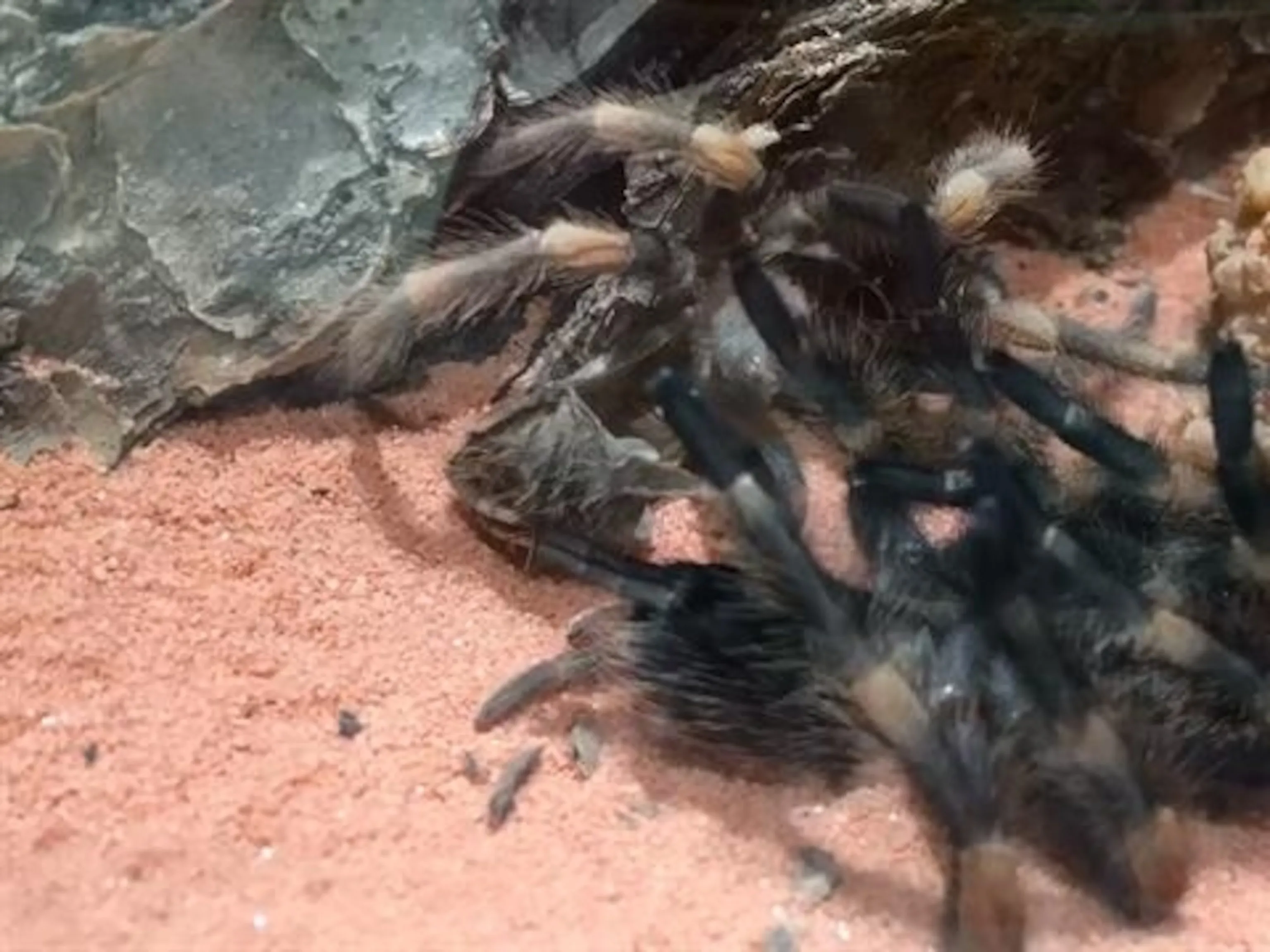 24292 tarantula song lyrics themes