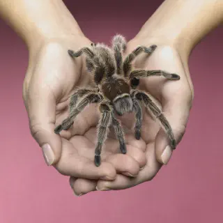 /img/24293-tarantula-care.webp
