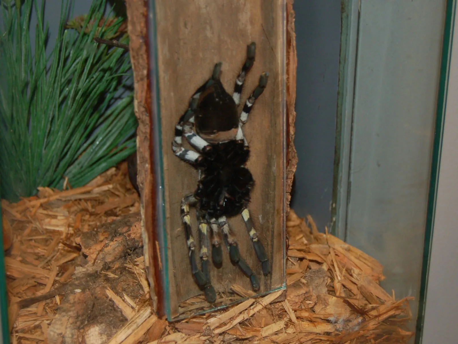 24293 tarantula enclosure