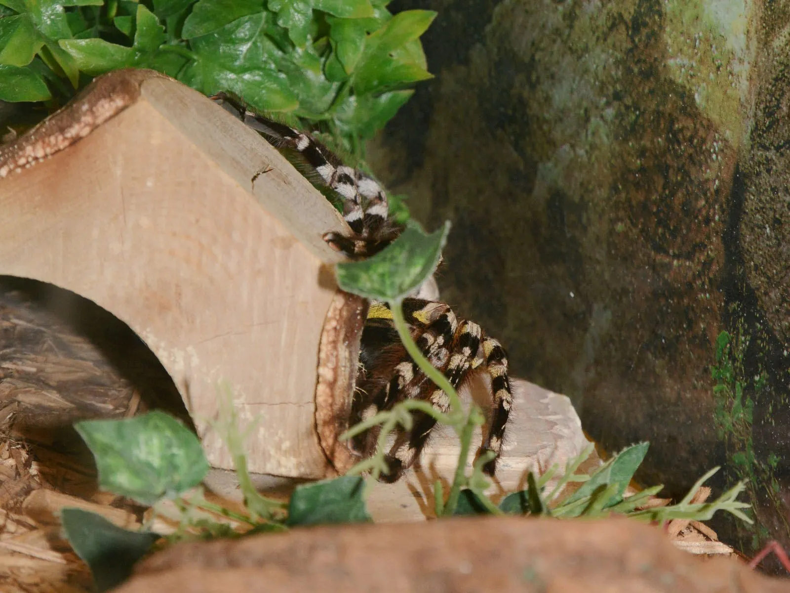 24293 tarantula handling