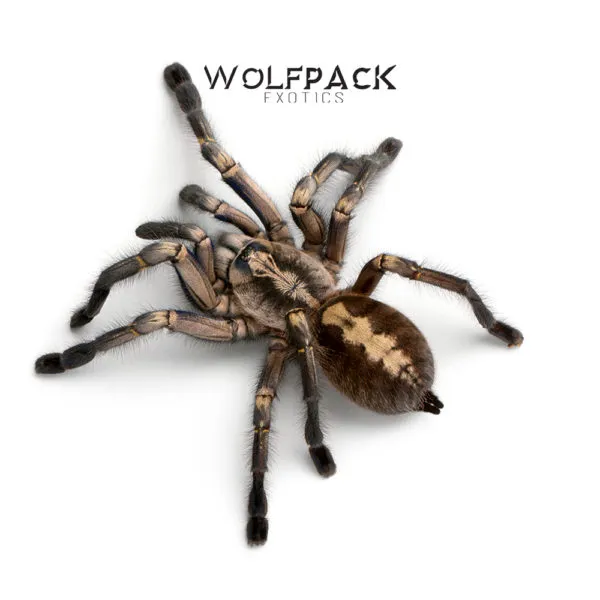 24293 tarantula vendor
