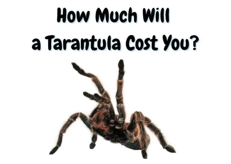 24294 online tarantula