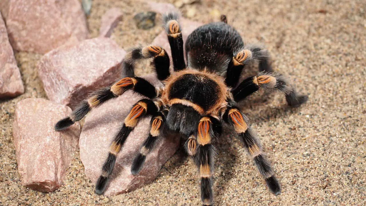 24294 tarantula feeding